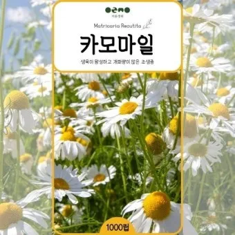 카모마일 재배 직파 심기 연속 개화 수확 건조_11