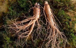 산양삼/출처:어도비스톡