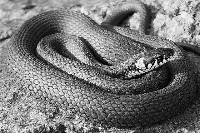 구렁이꿈&amp;#44;구렁이나오느꿈&amp;#44;구렁이한테물리는꿈&amp;#44;뱀꿈&amp;#44;구렁이꿈해몽