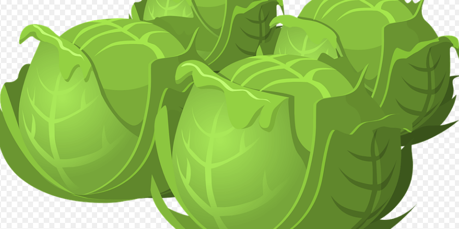 췌장에 좋은 음식 사진 양배추