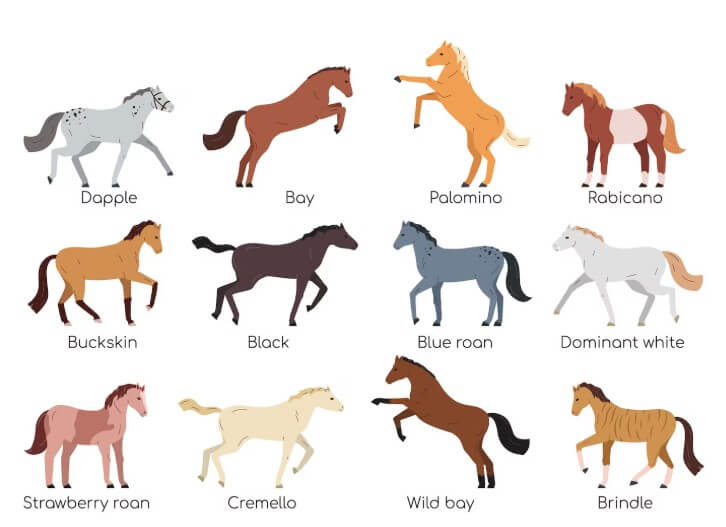 여러 가지 말의 종류들