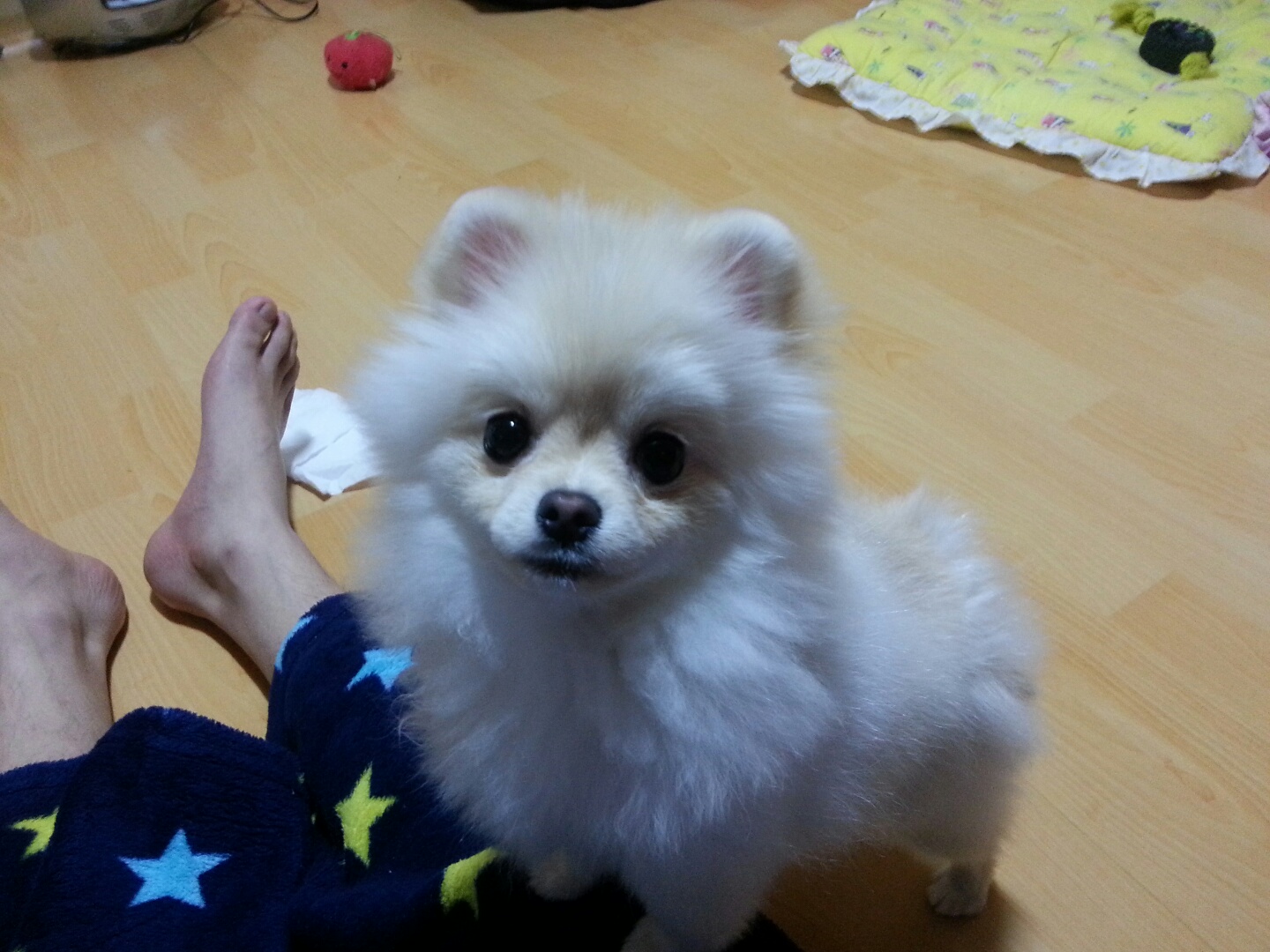 강아지 재채기 하는 이유 7가지 : 멈추는 방법