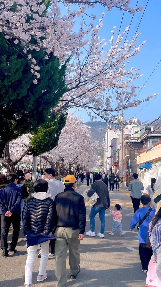 군항제