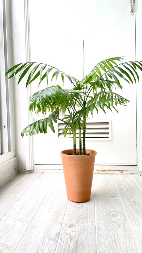 관엽식물(foliage plant)의 종류인 테이블야자를 집에서 키우는 사진