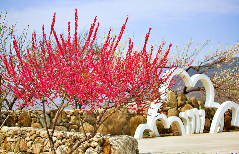 광양 매화마을 매화1