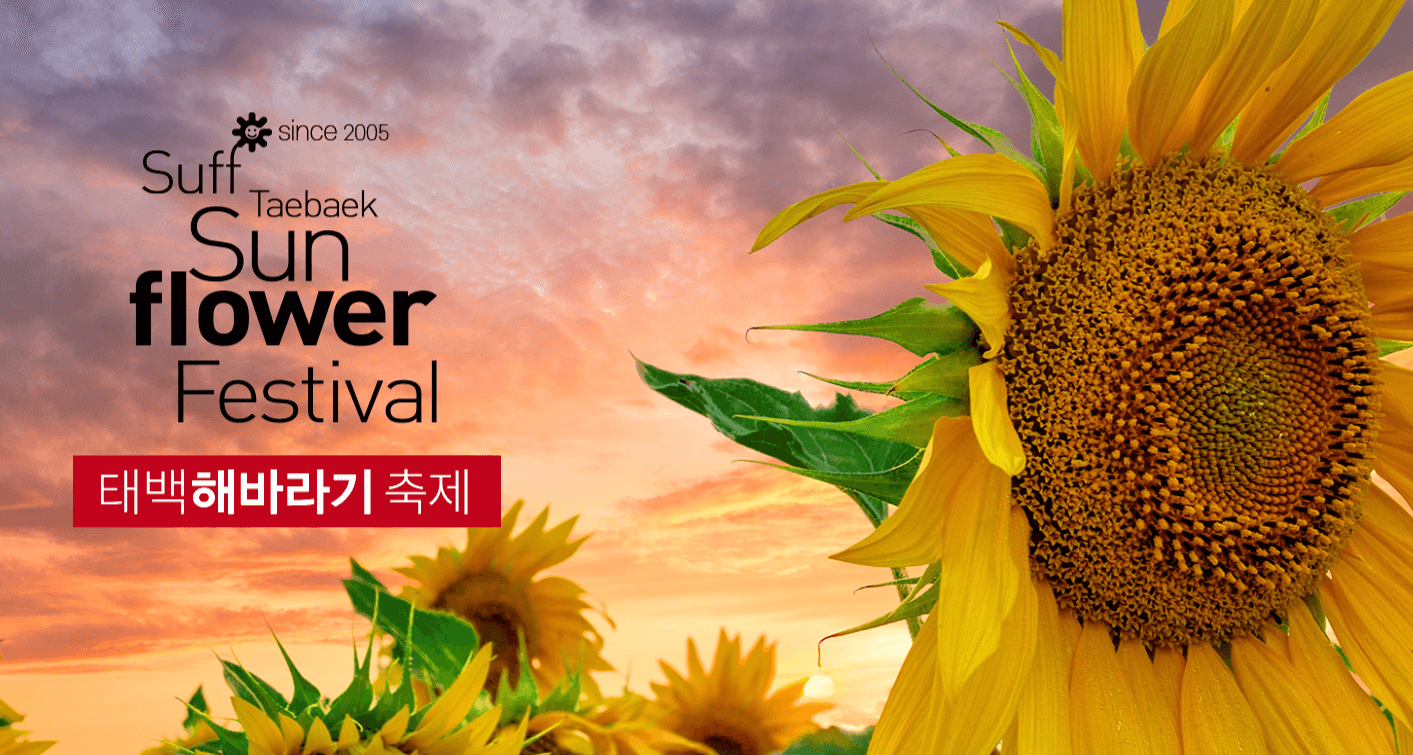 태백 해바라기축제