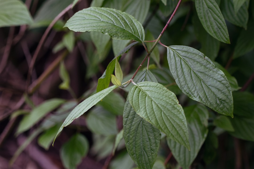 Cornus (the scientific name for the plant used to make the tea)