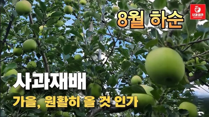 사과 재배 적과 시기 착색 관리 당도 향상_7