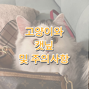 고양이 캣닢