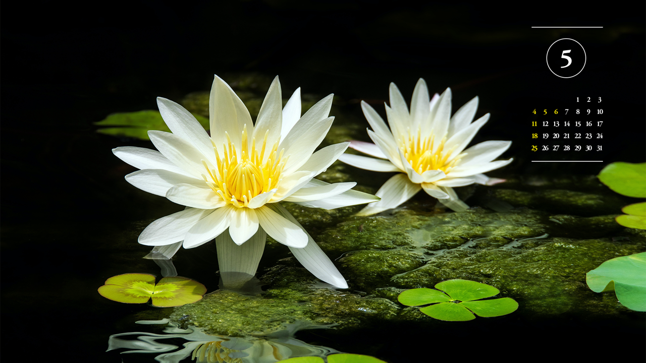 06 두 송이 흰색 수련 A - 2025년5월 노트북배경화면