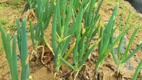 대파-효능-효과