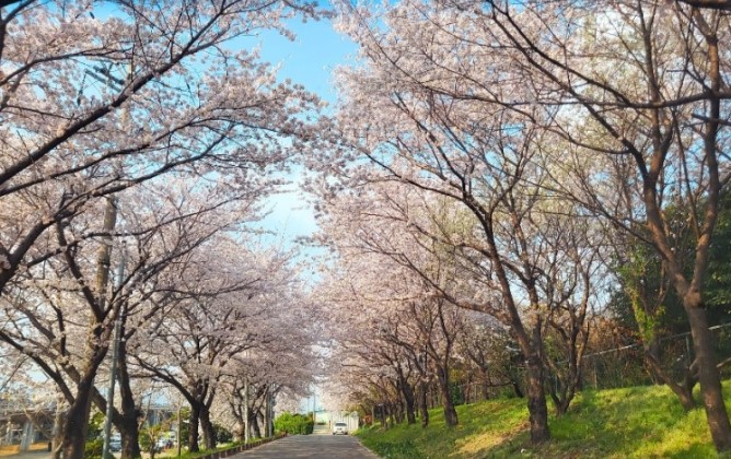 부산 벚꽃 명소(5)