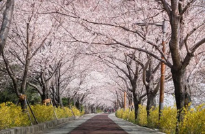 2025 여의도 벚꽃축제
