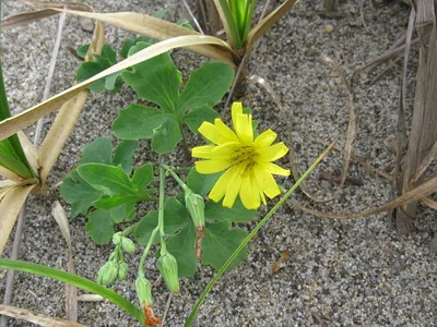 3월 제철나물 씀바귀, 무침 레시피와 효능 총정리