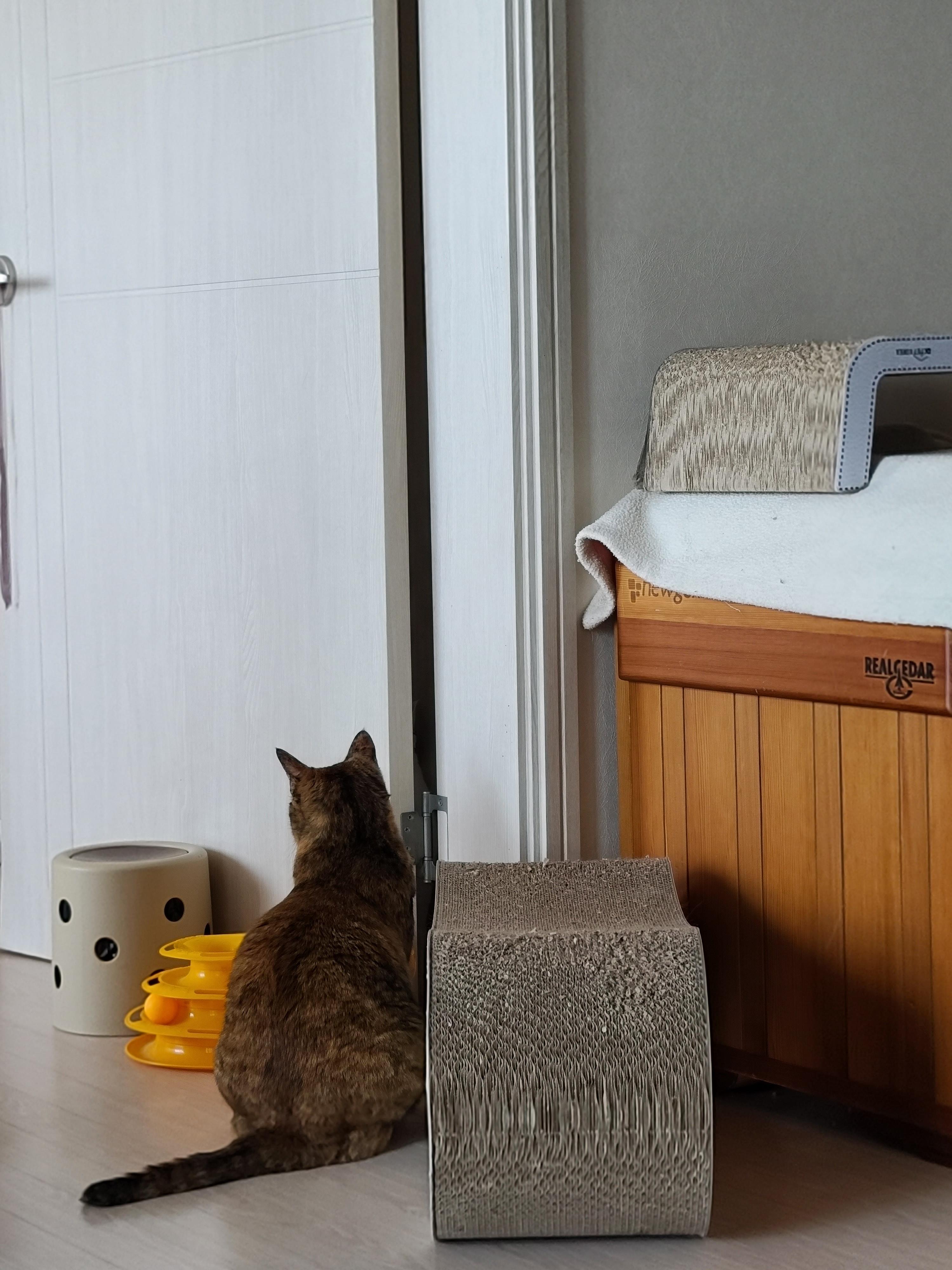 사차원 삼색이 고양이의 '나 찾아보라냥~'