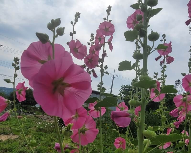 분홍색-접시꽃-사진