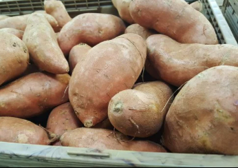 고구마 수확시기