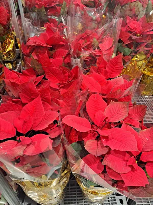 코스트코 포인세티아 대형화분