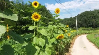 해바라기길 산책 시간 그늘 벤치 위치 휴식 포인트_21