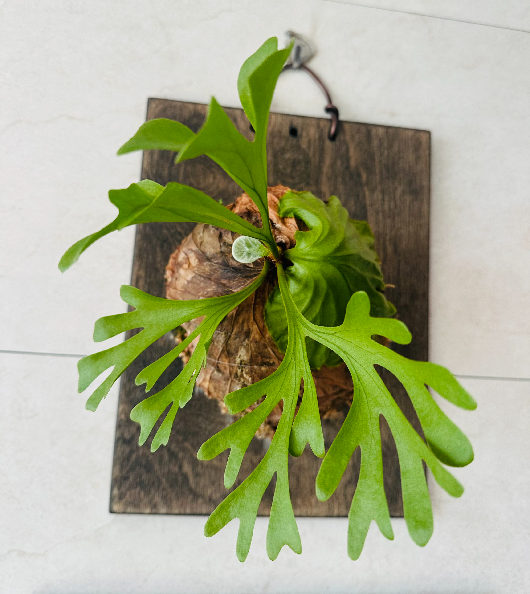 리들리 물주는 주기