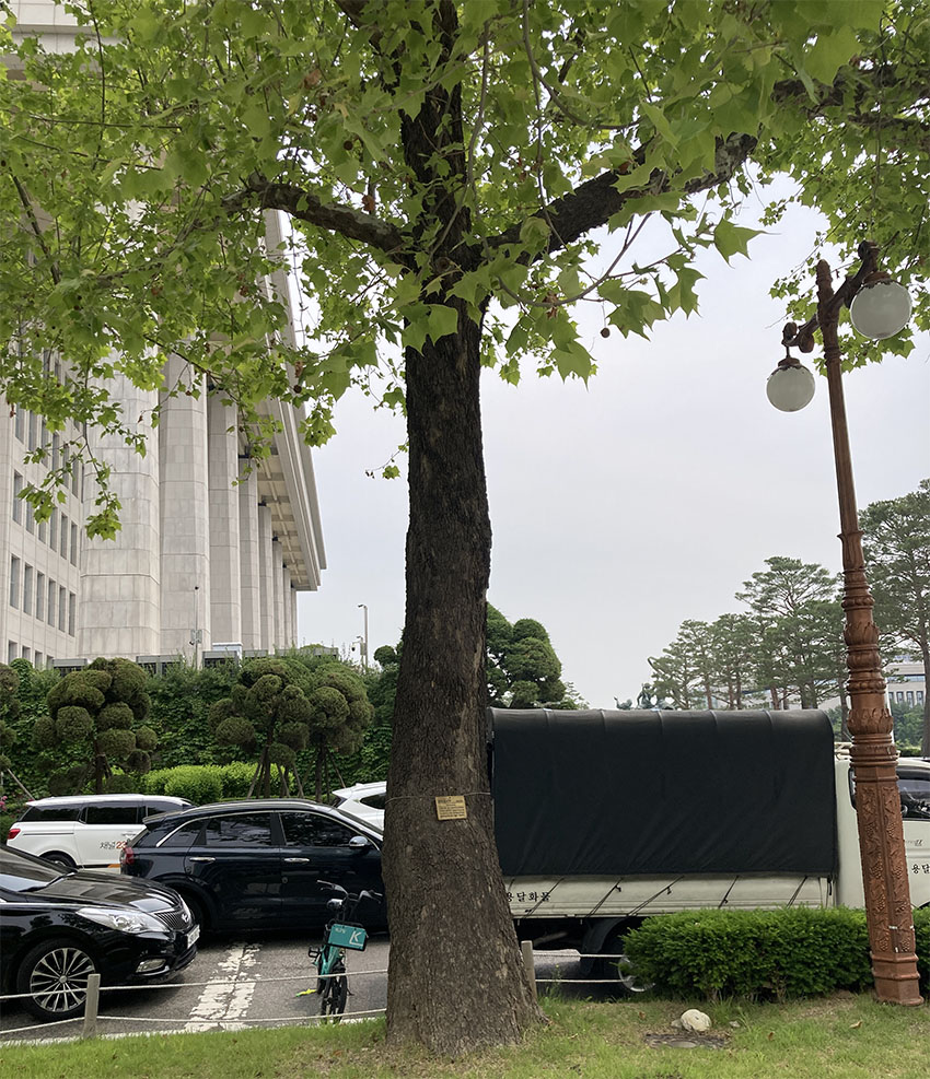 양버즘나무