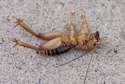 귀뚜라미마비바이러스에 감염된 귀뚜라미