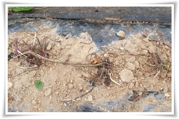 "9월, 고구마 수확 해야죠?" 고구마 수확의 황금 시기와 비밀 노하우!