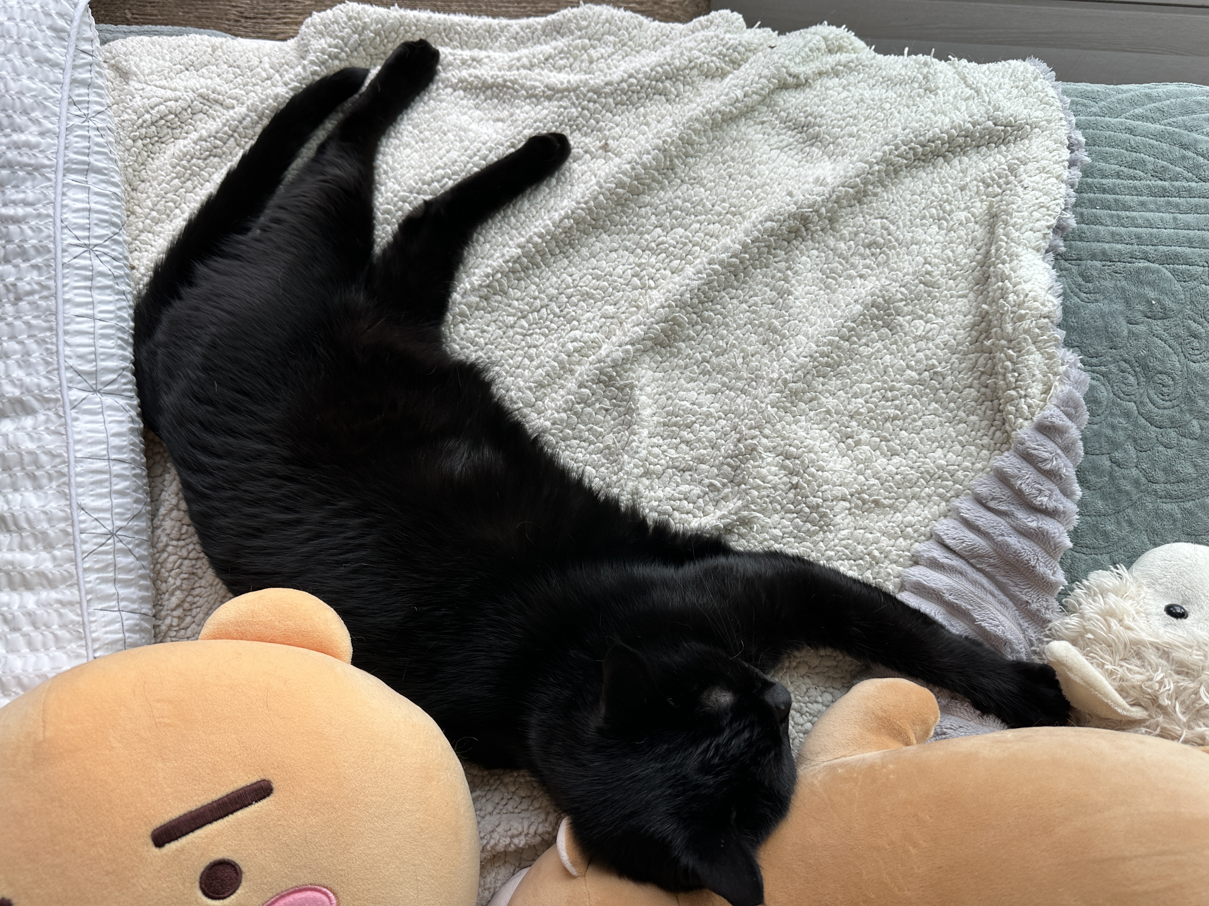 새로_업어온_물개_인형을_맘에_들어하는_건이_3