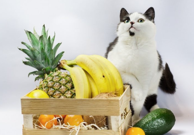 고양이에게 바나나