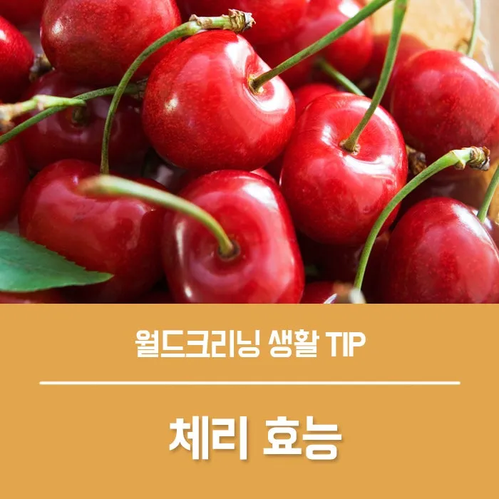 gg_체리 효능_6
