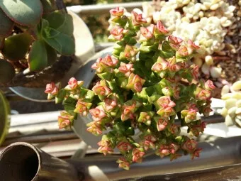 다육이 물주기 환기요령 일조량관리 여름과 겨울 관리법_4