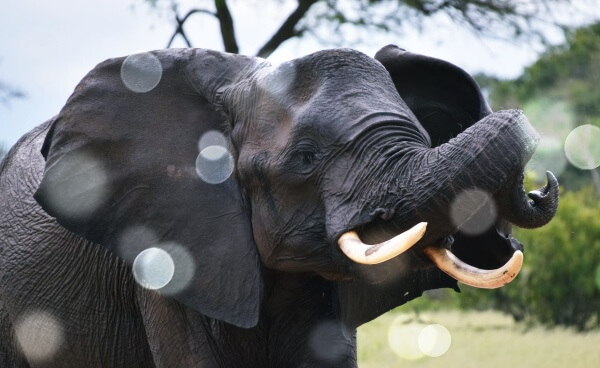 고개를-들고있는-코끼리