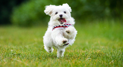 열심히 달리는 멀티.