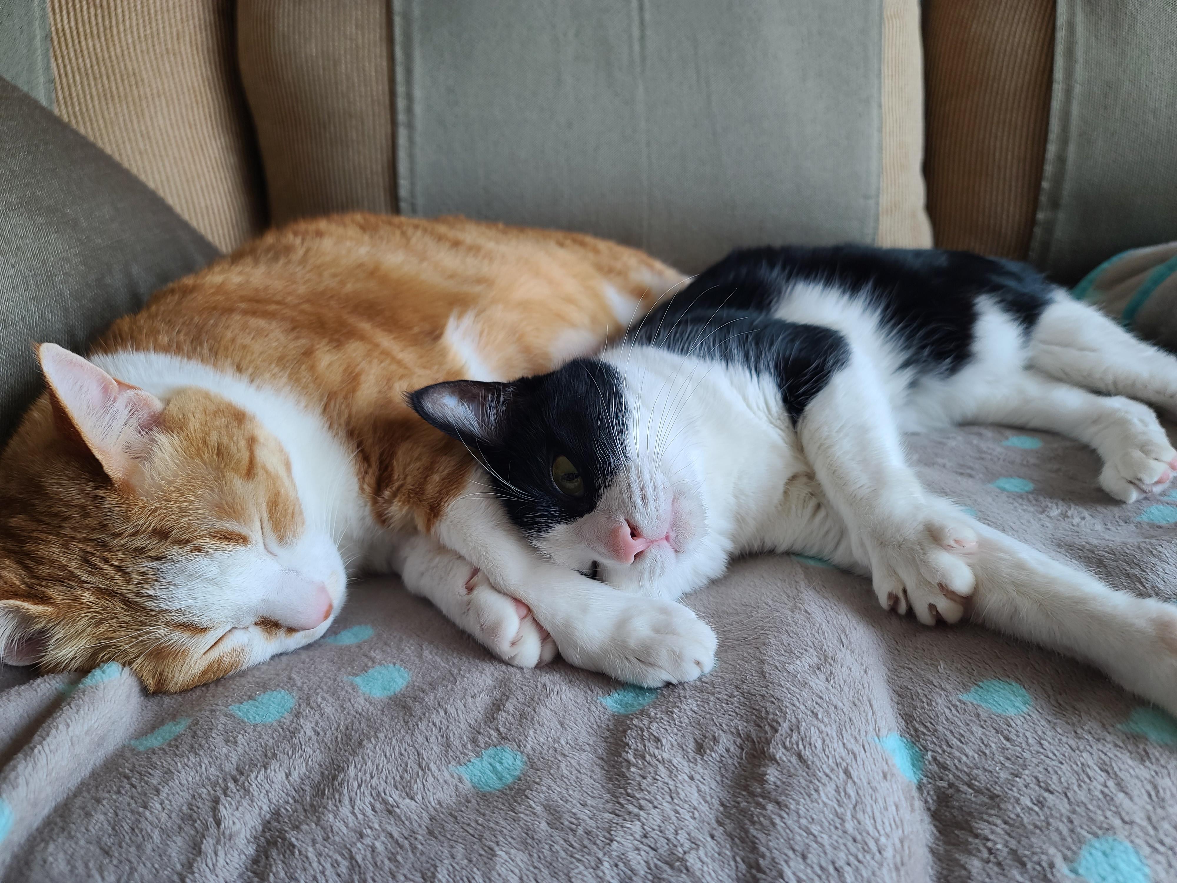 우리집 고양이들에게 치즈냥이 호야의 존재는..