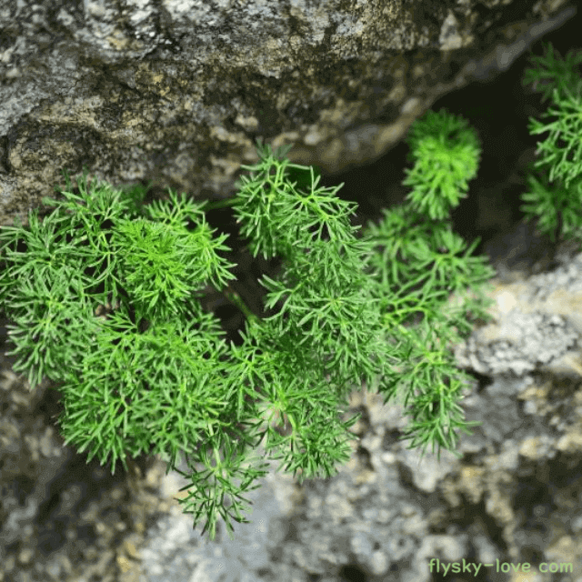두통 및 해열에 효과적인 고본