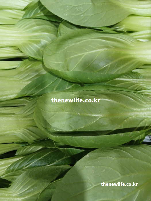 청경채 효능 혈당 조절 식이섬유