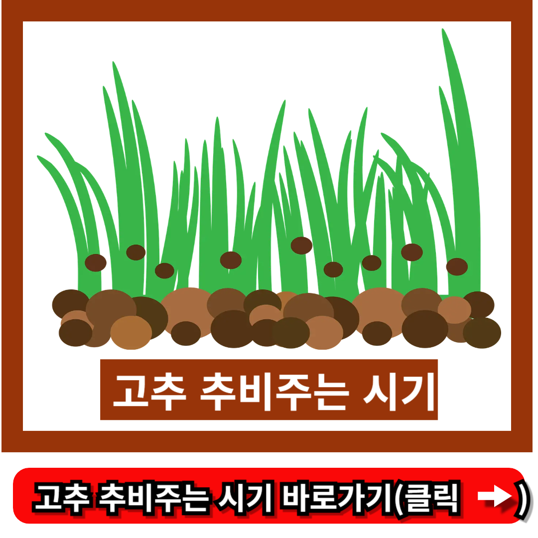 고추 추비주는 시기