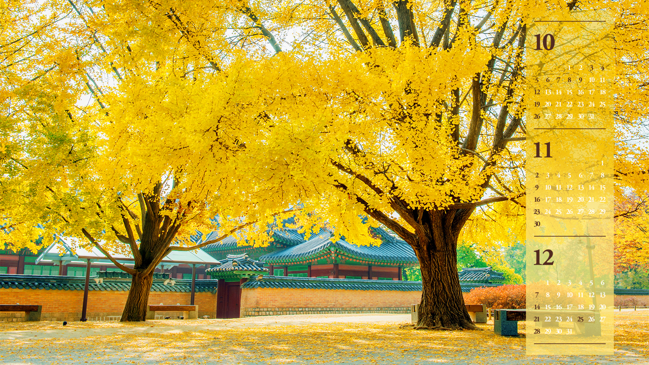 03 경복궁 노란색 단풍 B - 2025년11월 노트북배경화면