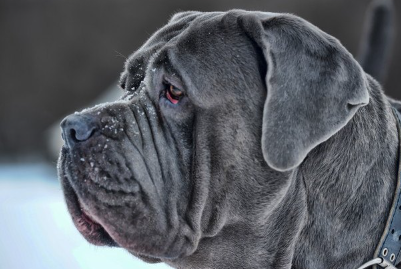 나폴리탄 마스티프의 옆모습 업.