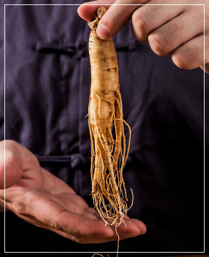 인삼 1개를 들고 있다