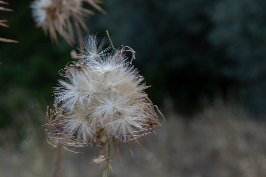 Milk Thistle