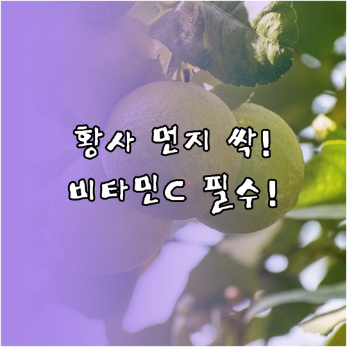 황사 먼지 배출 돕는 비타민 C 풍부..