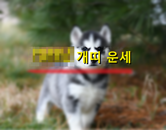 어린-허스키