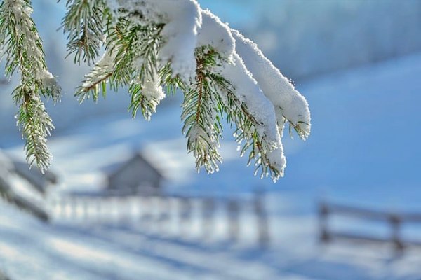 2월 차가운 겨울 가지에 눈 쌓인 모습