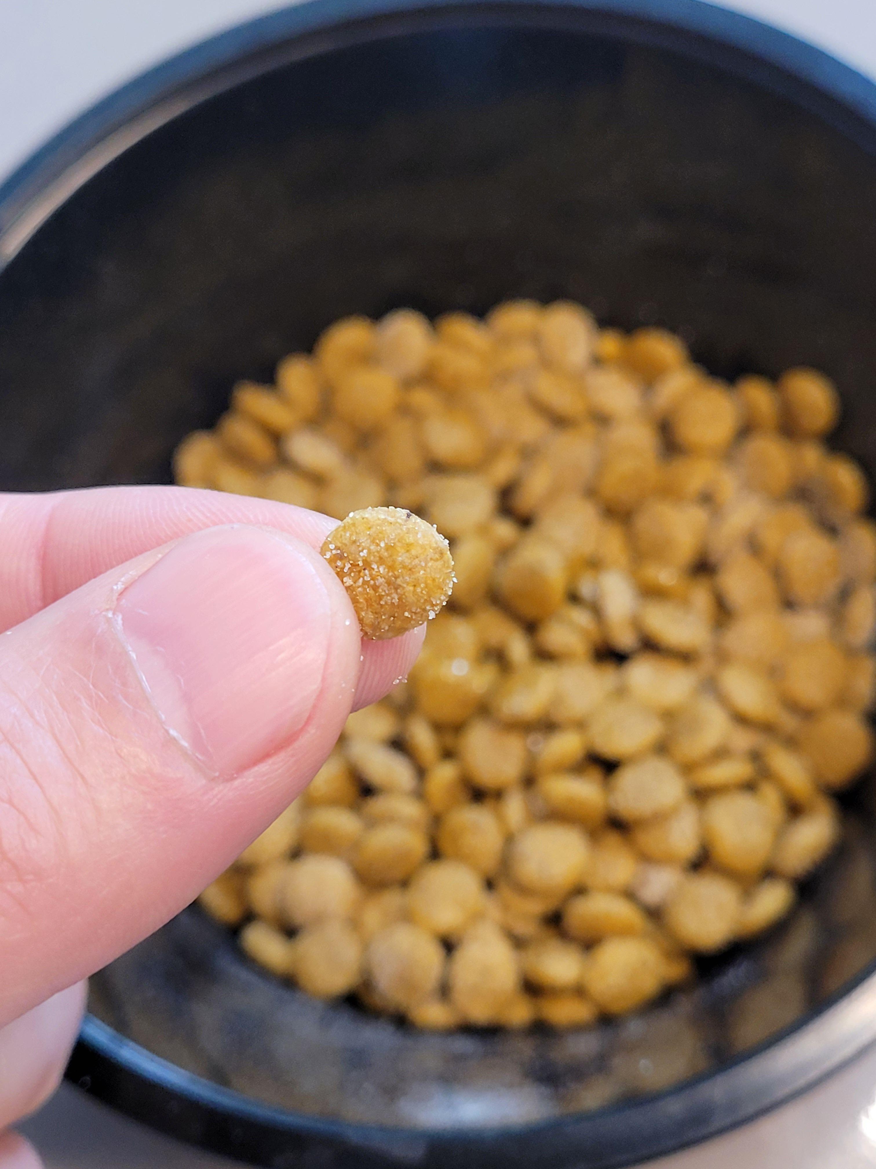 로얄캐닌 사료 알맹이 크기를 비교하기 위해 손으로 한 알을 집어든 사진