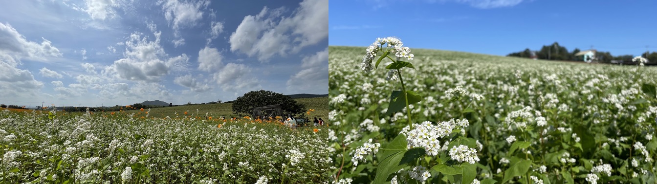 고창 학원농장 – 드라마 촬영지 감성