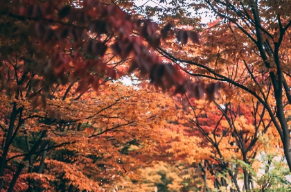 화담숲-모노레일