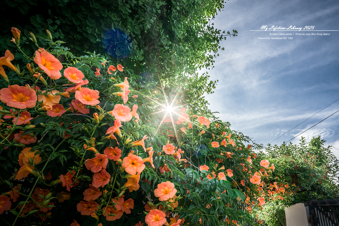 #청주 #카페 #향기나무커피 #능소화 #의자