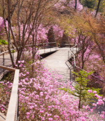 철쭉&amp;#44; 진달래길