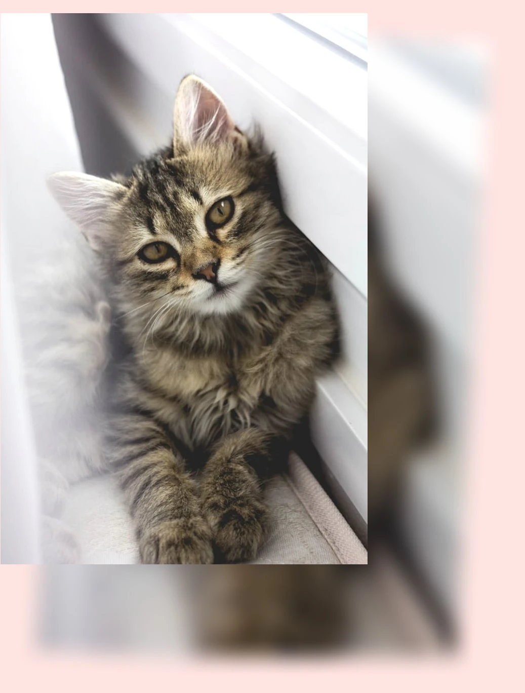 세계 고양이의 날_2_subsection